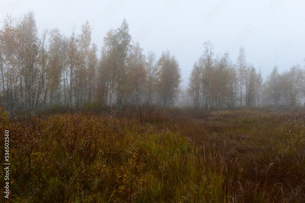 Autumn landscape of a foggy dawn on swamp in spider web with birch trees in fall yellow leaves
