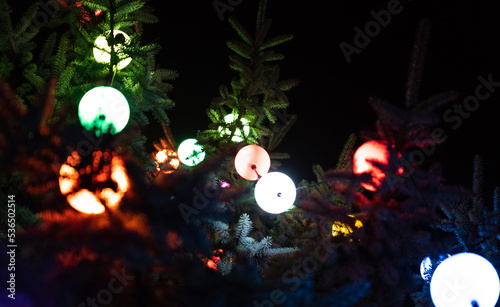 Christmas lights on the tree at night  concept. Large  isolated round Christmas tree beads  bubbles between coniferous tree branches close-up.