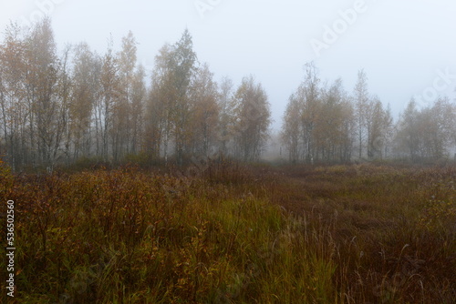 Obraz na płótnie Autumn landscape of a foggy dawn on swamp in spider web with birch trees in fall yellow leaves w salonie