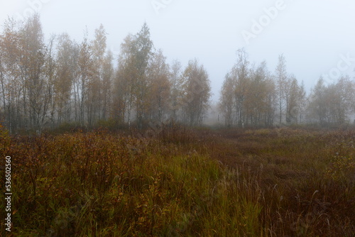 Autumn landscape of a foggy dawn on swamp in spider web with birch trees in fall yellow leaves