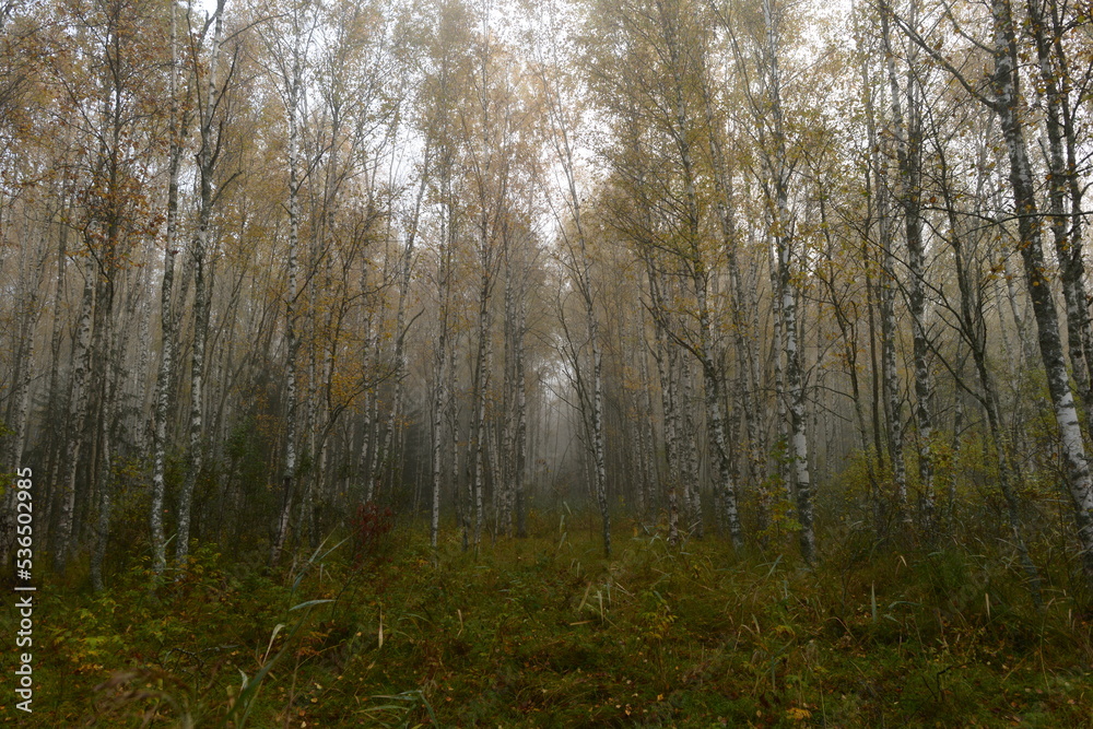 Autumn landscape of a misty birch forest in yellow leaves in dawn