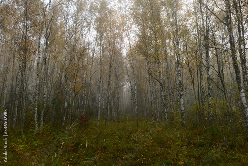 Obraz na płótnie Autumn landscape of a misty birch forest in yellow leaves in dawn w salonie