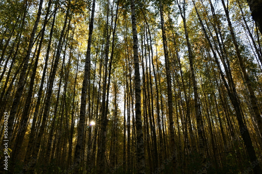 Autumn leaf color in a birch forest in the sunlight of the morning sun