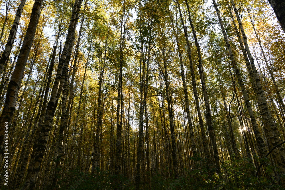 Autumn leaf colors birch forest in beautiful yellow color on the blue background sky in the sun morning