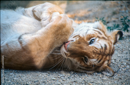 Sibirischer Tiger liegt auf dem Rücken und ruht sich aus photo