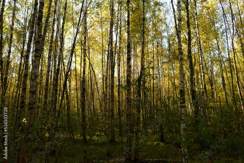 Autumn leaf colors the birch forest in a scenic nature  yellow color on a blue sky background  at good sunny weather