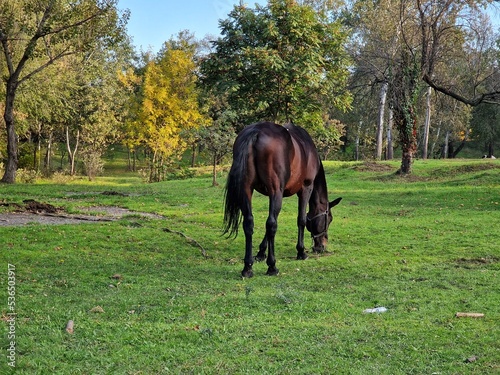 the horse eats grass on the lawn in the forest