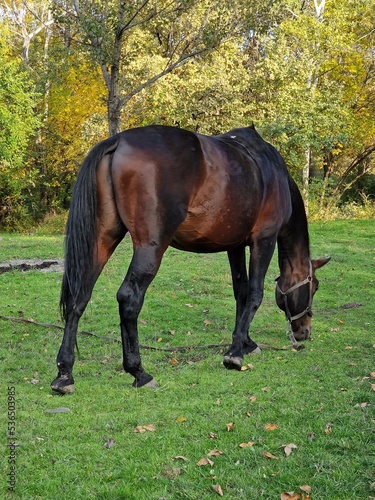 the horse eats grass on the lawn in the forest