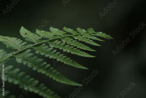 fern tree leaves growing in the forest