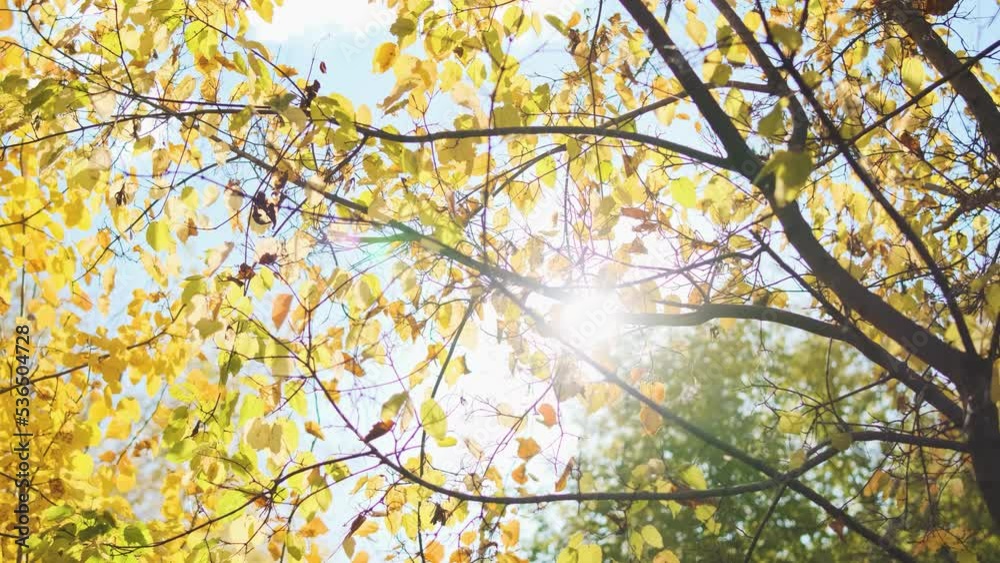 Autumn yellow leaves. Backlight. Soft focus. Fall background
Autumn yellow leaves. Backlight. Soft focus. Fall background