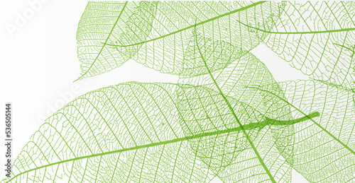 Tropical transparent foliage. Creative tropical leaf layout. The concept of nature. Exotic illustrations are perfect for spas, flyers.