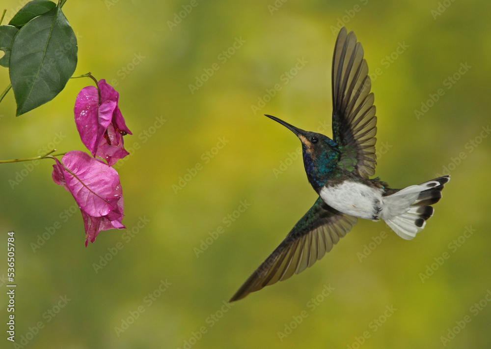 Fototapeta premium hummingbird in flight