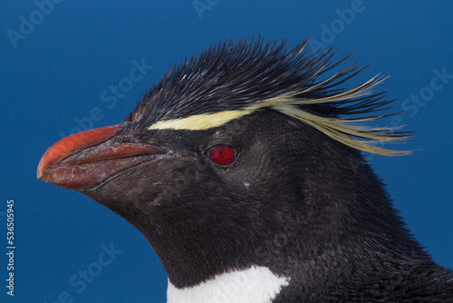 close up of a penguin
