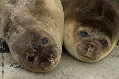 Baby Elephant Seals