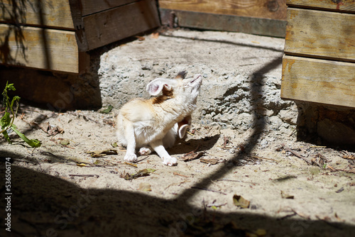 A small, beautiful fennec in the zoo, sitting on the sand and scratching his ear