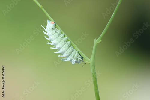 white caterpillar on a tree branch on a green background