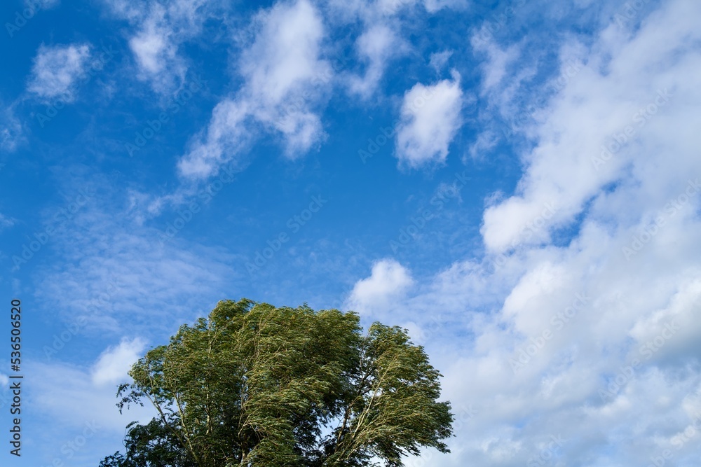 Obraz premium sky and tree at a windy day