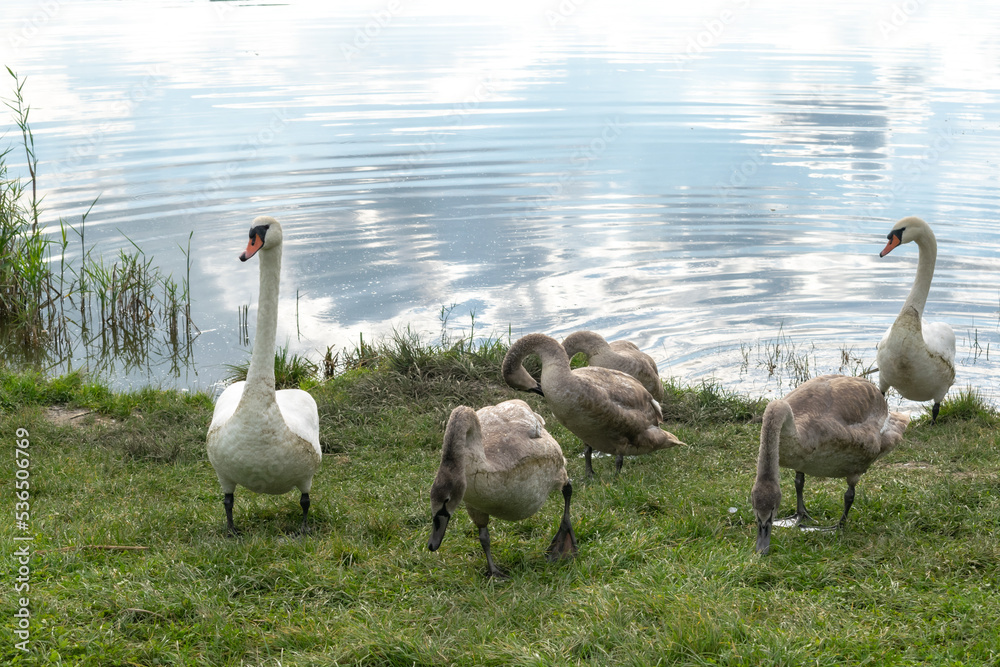 Obraz premium swans on the river