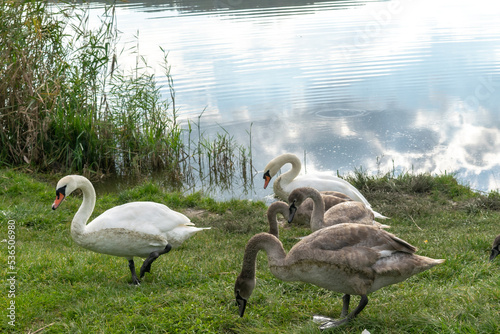family of swans