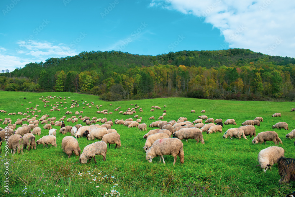 Obraz premium sheep in the field