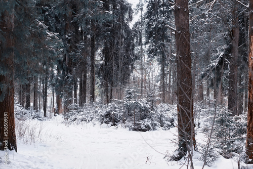 Winter forest. Landscape of the park in winter. Snow-covered trees at the edge.