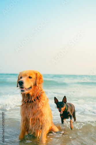 Golden retriever playing in the water on the beach,dog breeds on summer vacation