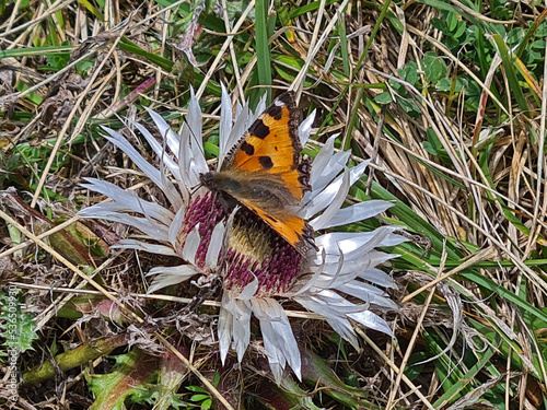 Distelfalter auf einer Distel