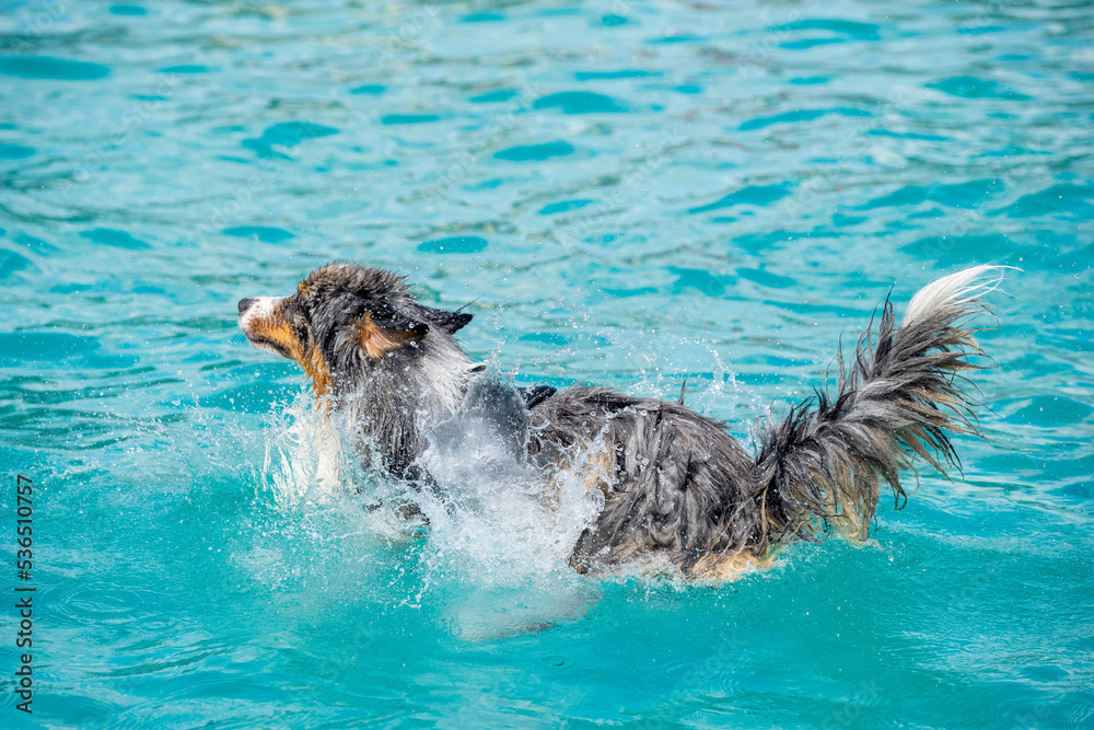 Fototapeta premium Border collie jumping in the pool on a sunny day
