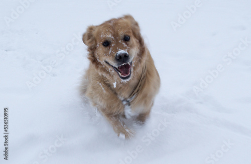 Hund im Schnee springt hoch und lächelt