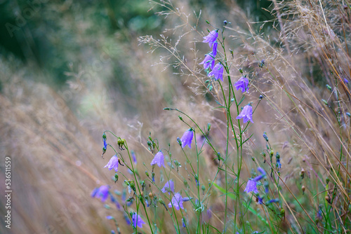 Glockenblumen am Wanderweg photo