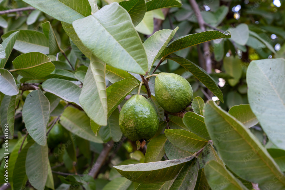 Ripe guavas on the tree before picking Ripe guavas on the tree before picking