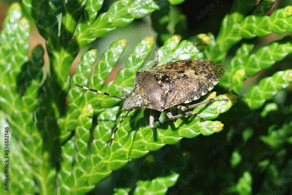 Close up on an adult mottled grey shieldbug, Rhaphigaster nebulosa in the sunlight Close up on an adult mottled grey shieldbug, Rhaphigaster nebulosa in the sunlight