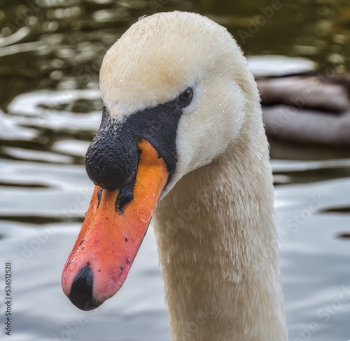 Fototapeta Naklejka Na Ścianę i Meble -  swan on the water