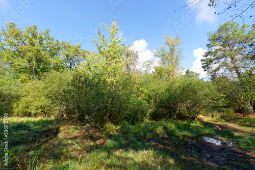 Fairies pond without water, ,climate change in Fontainebleau forest