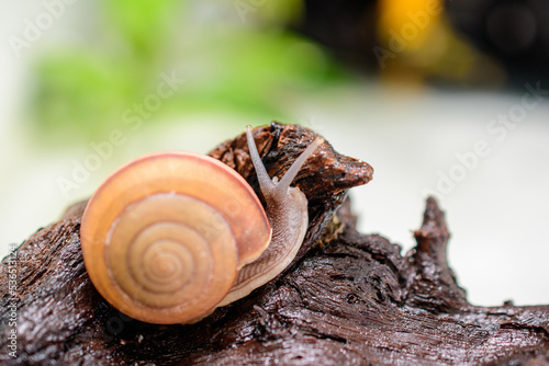 cute snail on natural wood blur background