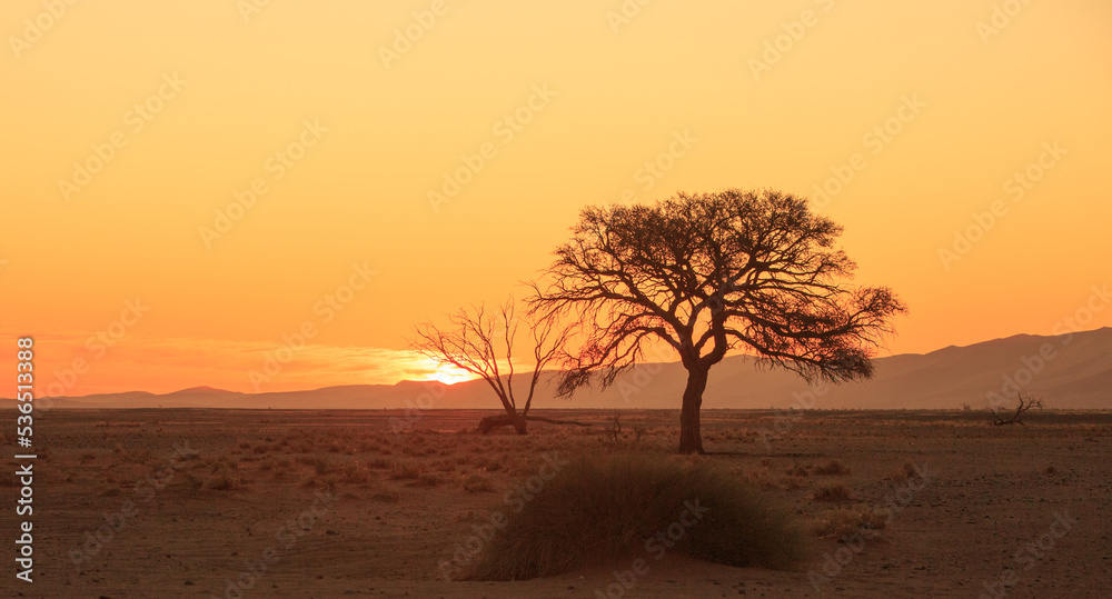 Namibian Desert sunset with silhouette of a tree against an orange sky. Namib Naukluft National park,