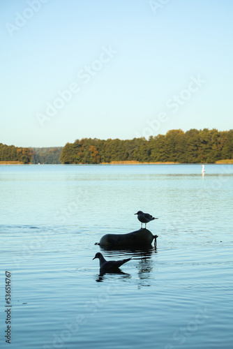 ducks on the lake