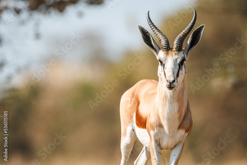 Fotografie springbok