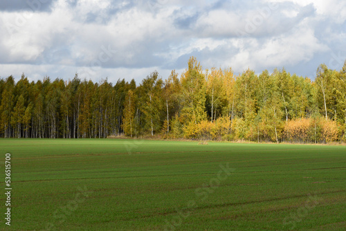 a beautifully sunlit green meadow where yellow-green birches can be seen in the distance in autumn