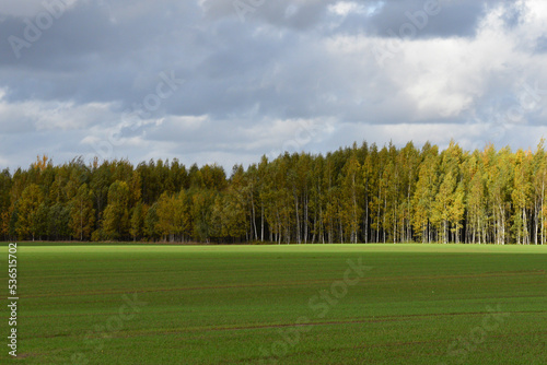 a beautifully sunlit green meadow where yellow-green birches can be seen in the distance in autumn