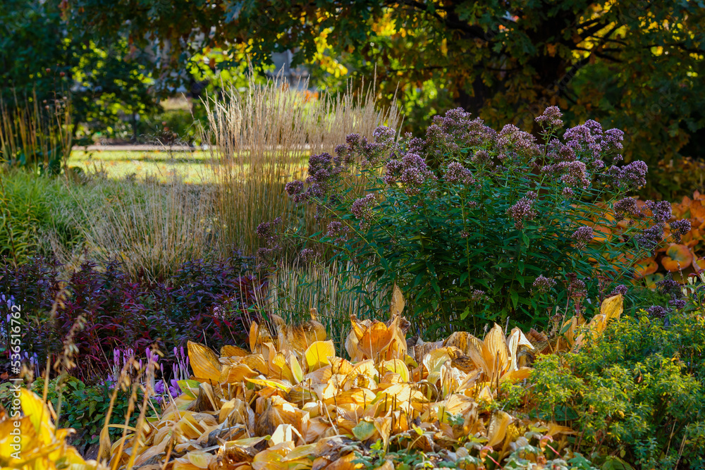Obraz premium Autumn garden with flowering plants. Perennials in the botanical garden in autumn season