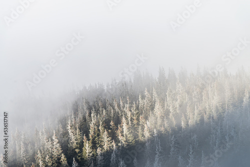 Winter forest and in mountain region. Winter vacations © Дмитро Петрина
