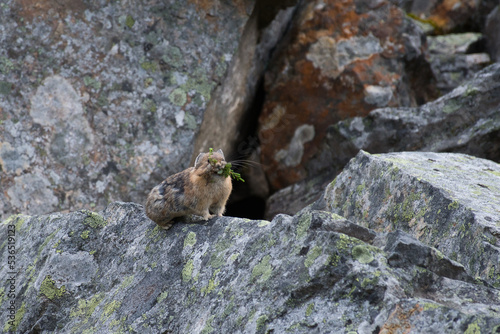 Pika on the Rock