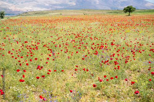 Mohnfelder, Mohnblüte, Mohnblumen 