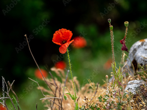  Mohnblüte, Mohnblumen 