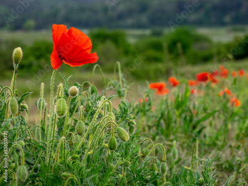  Mohnblüte, Mohnblumen 