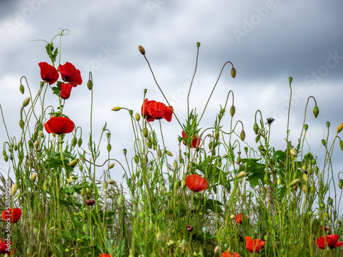 Mohnfelder, Mohnblüte, Mohnblumen 