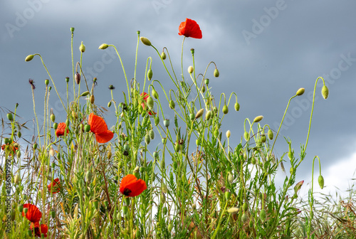  Mohnblüte, Mohnblumen 
