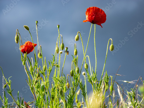  Mohnblüte, Mohnblumen 