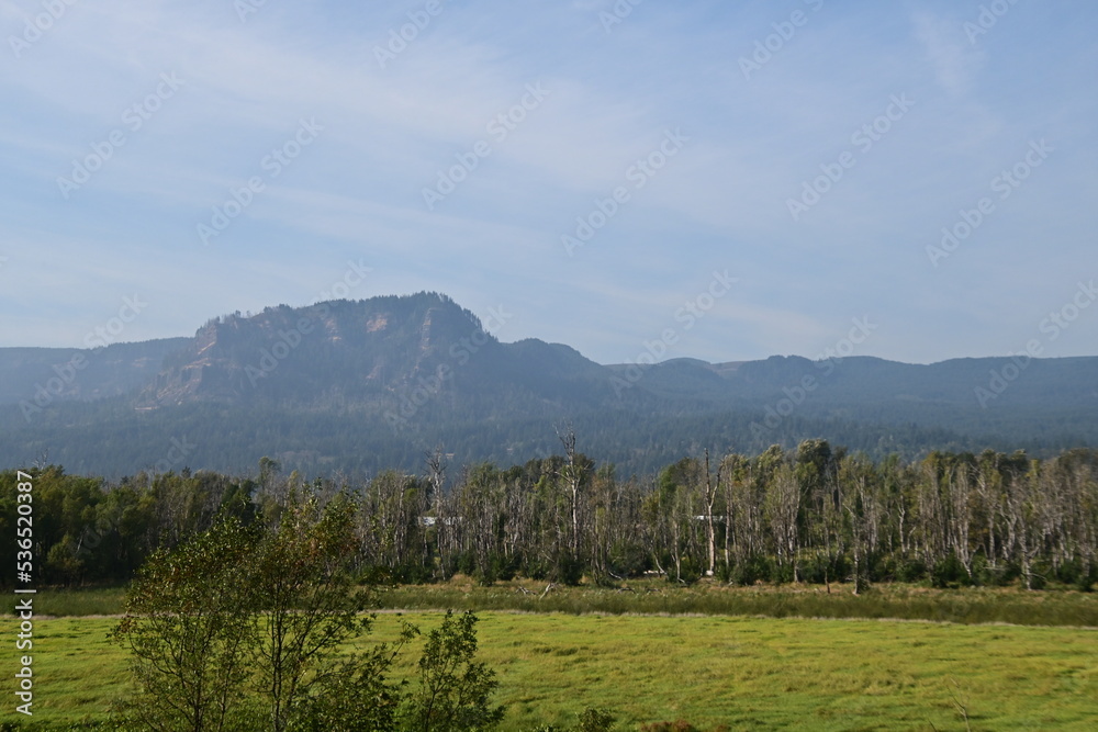 Fototapeta premium forest in the mountains